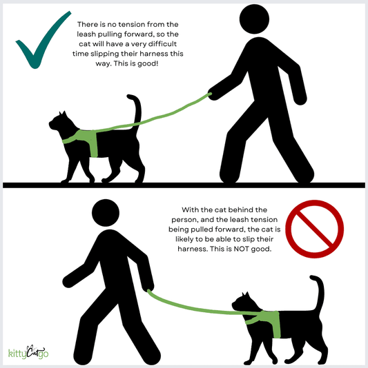training your cat to walk on a leash